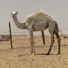 مفروده عمرها سنه وشهر السوم 4300 ريال يوم الجمعه