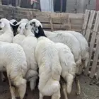5خرفان و 5 رخال فواخر ( تم البيع )