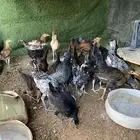 فروج للبيع