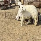 طليان وتيوس مخاصي و سواكن ذبائح للبيع كاش وتمارا مع الذبح و