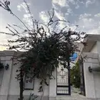 شجرة جهنمية كبيرة للي يبيها