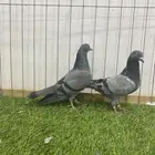 حمام باكستاني 5 شينا وكمنقر 1