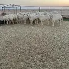 رخال حريات صنف