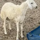 طلي حري جبر وفاخر جذع تبريكة ضيوف ولا مشروع فحل