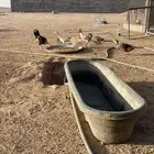للبيع ديكه