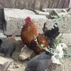 ديك ودجاجه للبيع الموقع المحاله