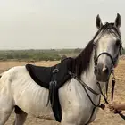 خيل عربي