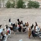 دجاج للبيع