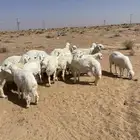 بهم حري مراح