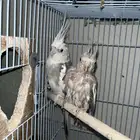 السلام عليكم ورحمة الله وبركاته  طيوركروان للبيع قد انتج