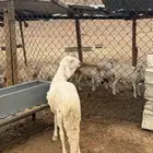 مشروع فحل ساكني ابيض
