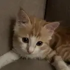 قطه لتبني أليفه