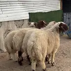 ذبائح نعيمي ذبايح حري ذبح وتوصيل