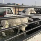 خروف نظيف شحم