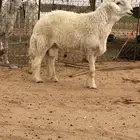 فحل حري ثني مشروط