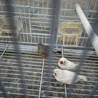 طيرور زيبرا ذكرين