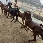 تيوس مندي سمان