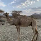 ناقه سودنيه تحتها بكره خلفه
