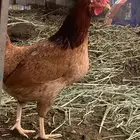دجاج عربي