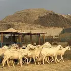 ضأن مواليد بهمها ذبايح ابو خمسه اشهر