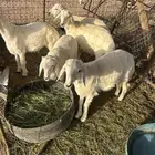 طليان ذبايح