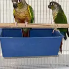 زوج كنيور بفروخه تم البيع