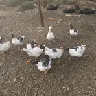 وز بلدي لبيع