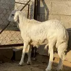 خروف كفو للمناسبات والثلاجة بسعر مناسب