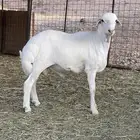خروف حري مغلق شحم فل الفل شرط