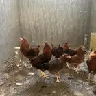 دجاج فرنسي