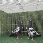 حمام باكستاني رامبوري اساس