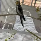 طير كروان للبيع مع القفص