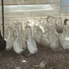 للبيع بط بكيني