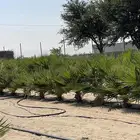 نخل واشنطني نص متر170حبة ب4000ريال بالكامل