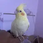 كروان أليف