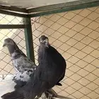 للبيع أزواج حمام