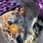 انثى سكوتش فولد للبيع