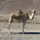 للبيع ناقه حايل من العام