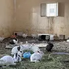 ارانب للبيع