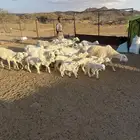 رخال ولد شكلها قليل