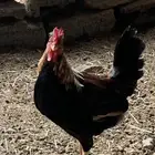 دجاج عربي افرق مقبع