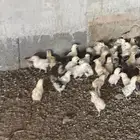 صوص بلدي