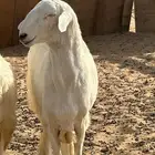 فحل حري كفو