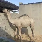 قعود للبيع