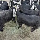 معزا عوارض دفيع