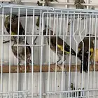 حسون فروخ تم البيع