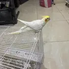 كروان ذكور اليف متكلم