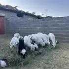 غنم حريه اعمار بين 3 الا 4 يوجد توصيل وذبح