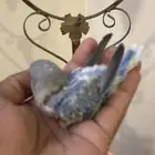 فرخ روز غر ( تم البيع )