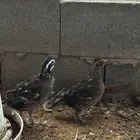 جوز بوب وايت
